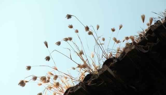 工作中,那些混得风生水起的人,往往都是墙头草!