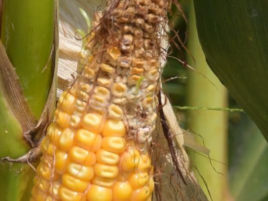 玉米上用锌肥,撒施,喷施,拌种,3种方法哪个效果好?