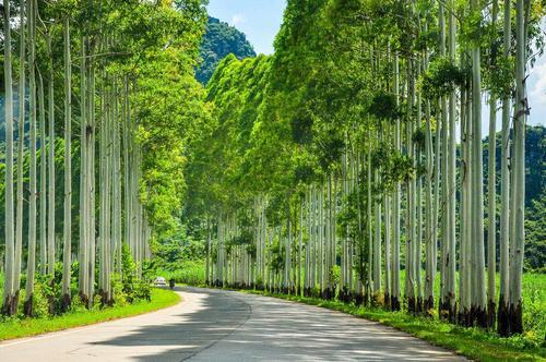 桉树|美国禁止种的“缺德树”，中国多地种植，有些人借此发家致富
