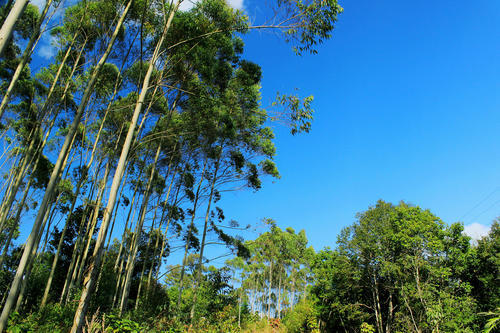 桉树|美国禁止种的“缺德树”，中国多地种植，有些人借此发家致富