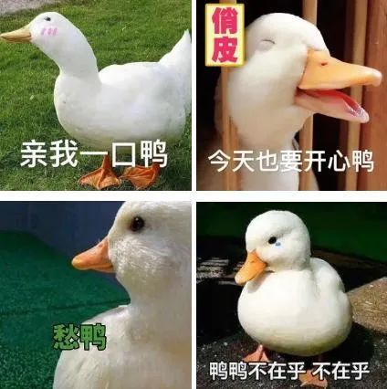0版本的"鸭子", 是 "加油鸭""爱你鸭""冲鸭"等一系列表情包, 用卖萌的