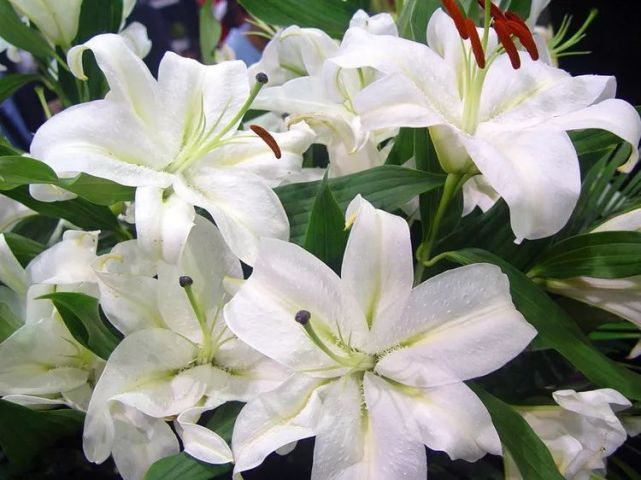 家养美观实用盆栽 被誉为 云裳仙子 的百合花 百合之功在哪 盆栽 百合 香水百合