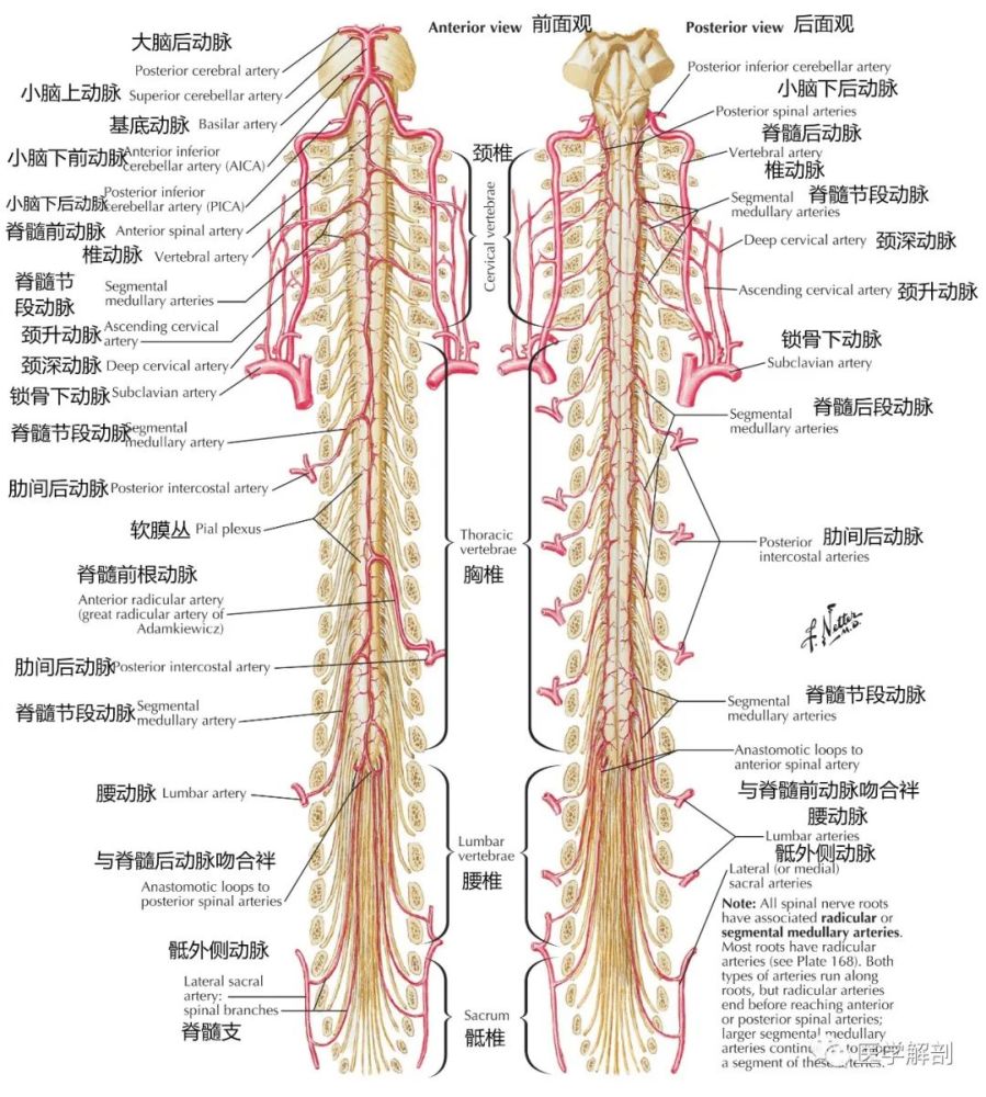 高清解剖圖譜 脊髓動脈_騰訊新聞