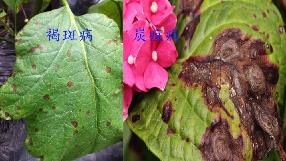 植物炭疽病（植物炭疽病是真菌还是细菌） 第3张