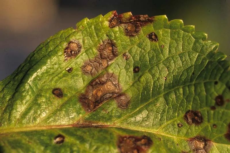 植物炭疽病(植物炭疽病是真菌还是细菌) 第4张