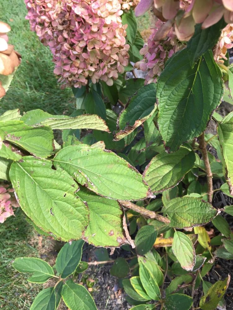 植物炭疽病（植物炭疽病是真菌还是细菌） 第5张