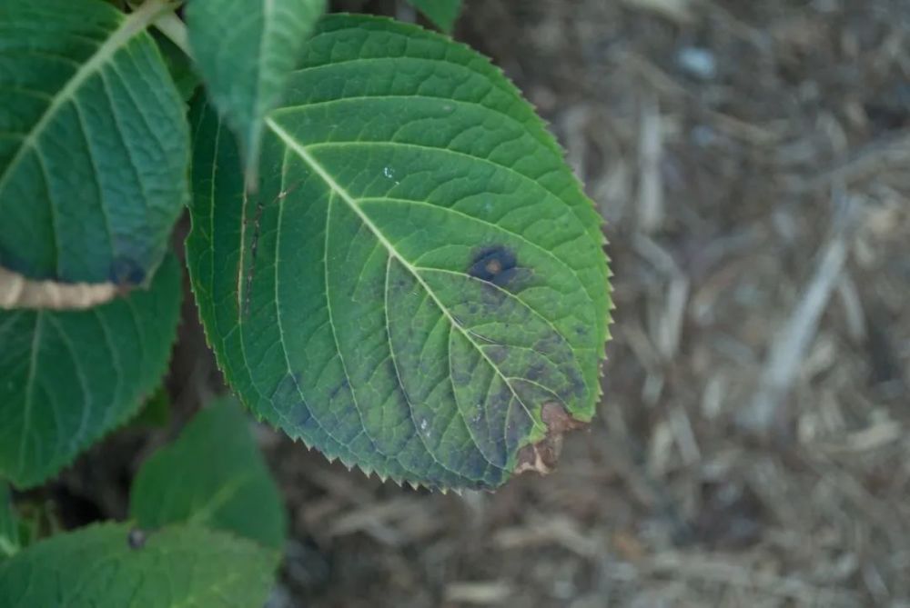 植物炭疽病(植物炭疽病是真菌还是细菌) 第6张