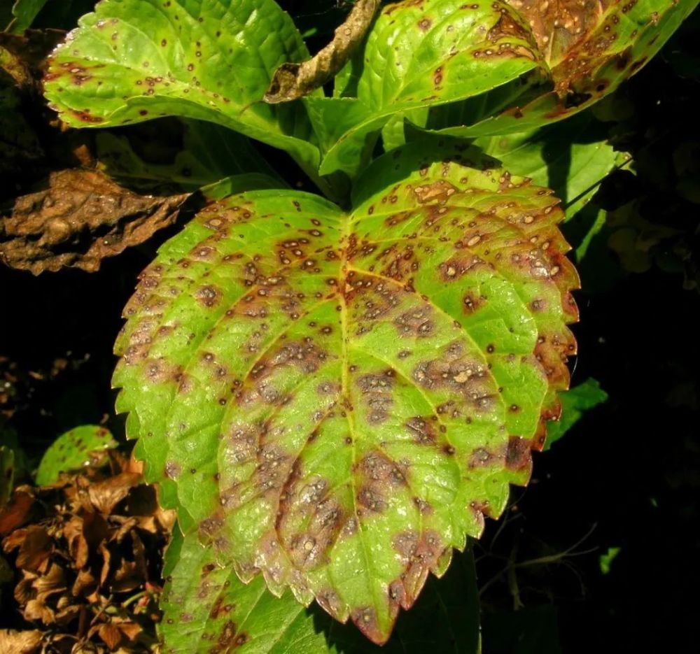 植物炭疽病(植物炭疽病是真菌还是细菌) 第7张