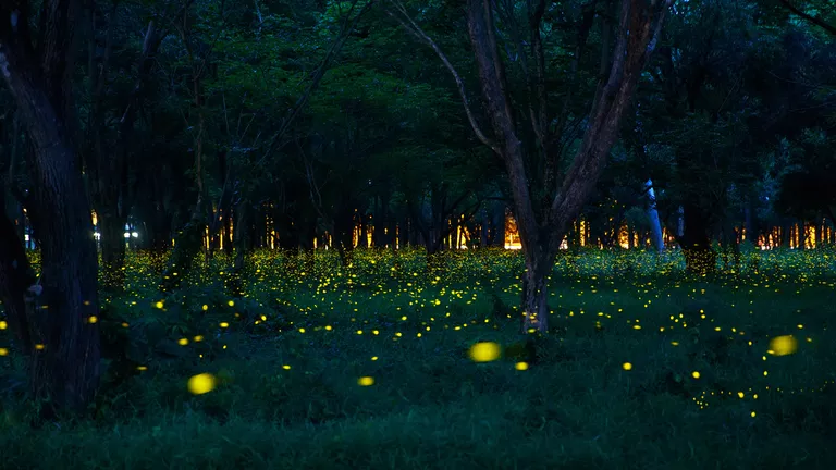 萤火虫|“恋童倾向”、“感情骗子”，浪漫的萤火虫还有多少不为人知的一面？