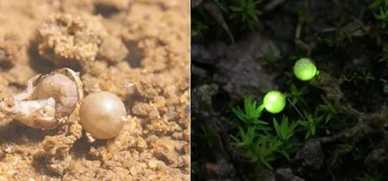 萤火虫|“恋童倾向”、“感情骗子”，浪漫的萤火虫还有多少不为人知的一面？