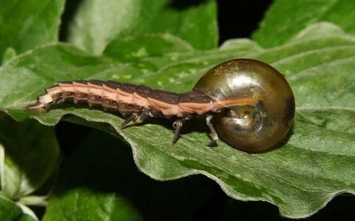 萤火虫|“恋童倾向”、“感情骗子”，浪漫的萤火虫还有多少不为人知的一面？