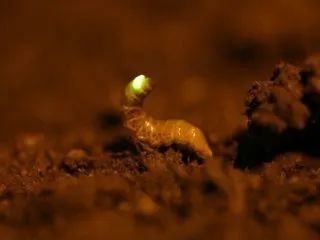 萤火虫|“恋童倾向”、“感情骗子”，浪漫的萤火虫还有多少不为人知的一面？