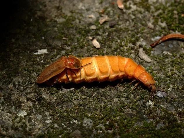 萤火虫|“恋童倾向”、“感情骗子”，浪漫的萤火虫还有多少不为人知的一面？