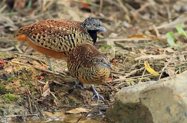 贵州山中怪声结论出来了是这种动物发出的声音看视频就知道了