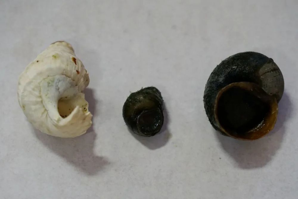 福寿螺疯狂入侵洱海大理重金悬赏40元公斤收螺卵