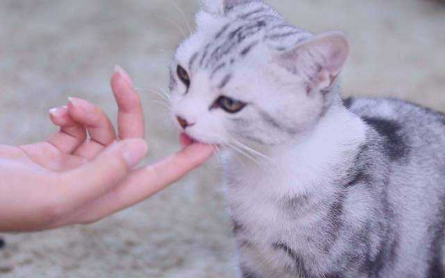 猫咪总喜欢用身子蹭主人你知道猫咪这个动作想表达什么吗