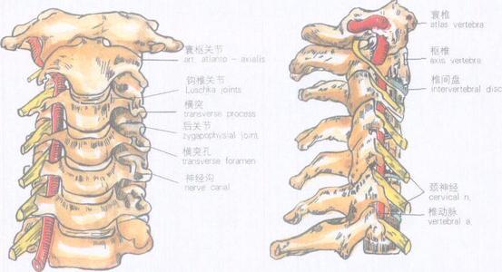 钩椎关节增生到底是什么疾病