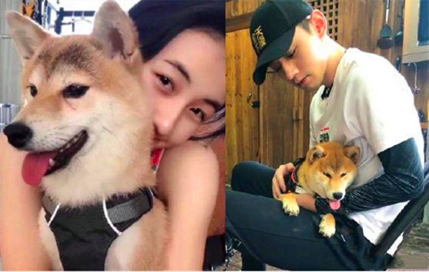 王珞丹|王珞丹为何出10只北京烤鸭寻找柯尔鸭？宠物瓢哥好友，价值50000