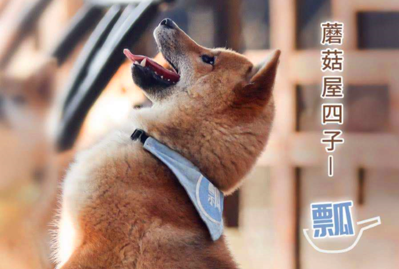 王珞丹|王珞丹为何出10只北京烤鸭寻找柯尔鸭？宠物瓢哥好友，价值50000