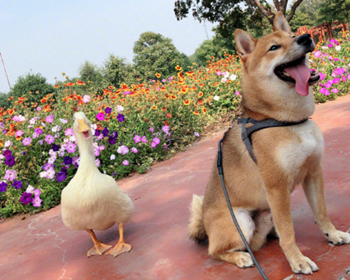 王珞丹|王珞丹为何出10只北京烤鸭寻找柯尔鸭？宠物瓢哥好友，价值50000