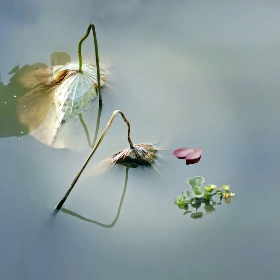 花卉摄影如何把荷花拍摄出禅意效果试试这3个拍摄思路