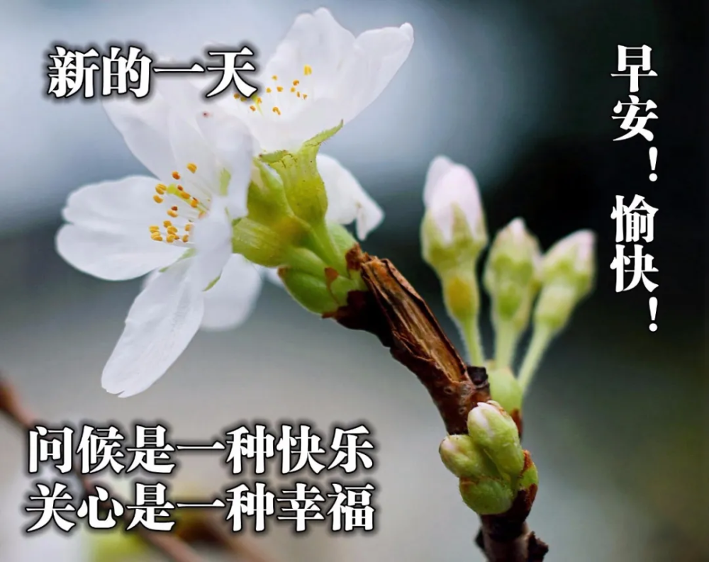 清晨祝福朋友早上好的精美句子最甜蜜的早上好问候祝福语