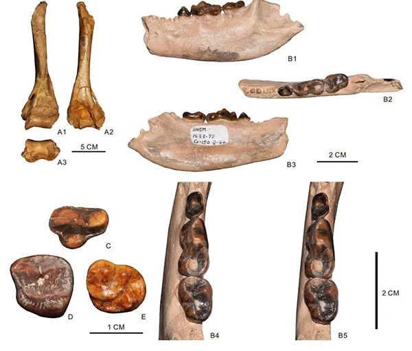 化石|化石揭示熊类突破体型-食性限制的重要原因