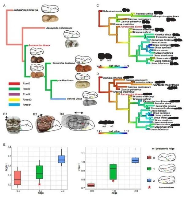 化石|化石揭示熊类突破体型-食性限制的重要原因