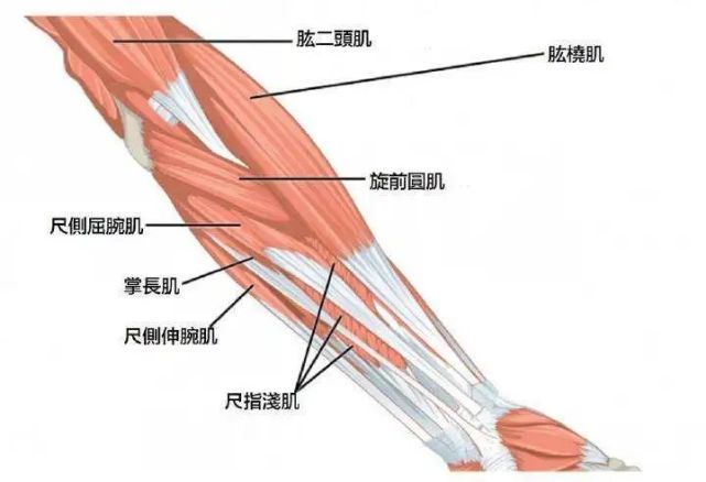 前群肌肉为屈肌群,可以让手臂屈肘腕指,使前臂旋前