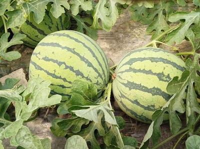 大棚秋西瓜种植技术