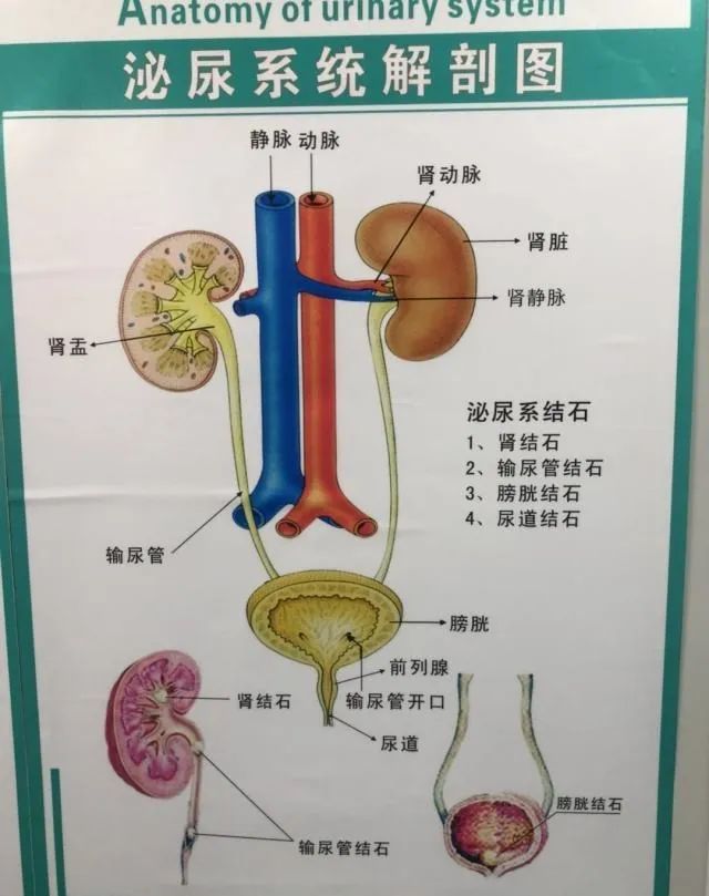 大家可能还不知道什么叫做肾盂,肾盂就是肾脏的一个结构,肾脏产生的