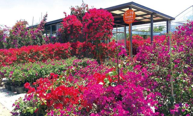 成都最大型的花卉市场占地2000亩入驻商家高达上千家