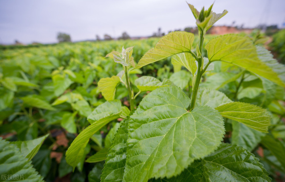 桑叶如何摘心?掌握4要点助桑农增产增收!