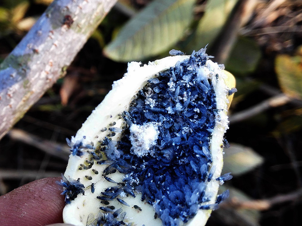 被虫子寄生后结的野果俗称百虫仓儿时常摘来卖钱5毛一个