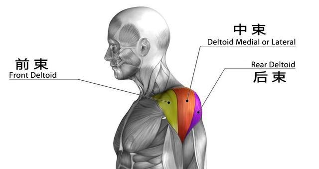肩峰和肩胛冈,肌束逐渐向外下方集中,止于肱骨三角肌粗隆