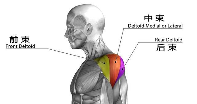 了解三角肌的功能,让你随意训练,饱满的肩部练出来