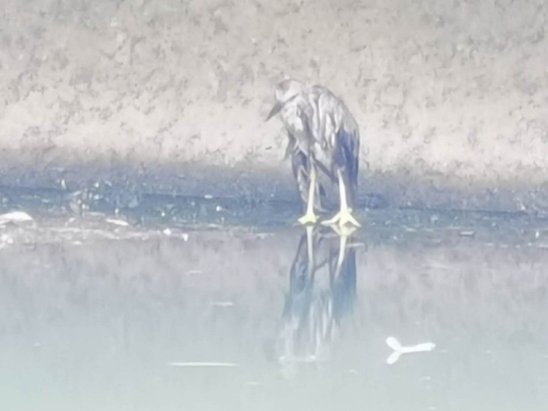 北护城河|北护城河边一夜鹭幼鸟翅膀受伤，市民耐心守护