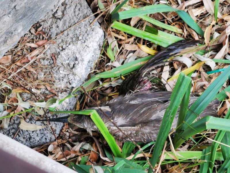 北护城河|北护城河边一夜鹭幼鸟翅膀受伤，市民耐心守护