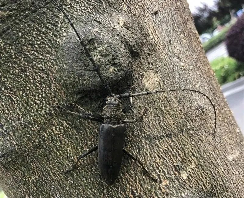橘褐天牛成虫楝星天牛成虫桑天牛成虫中华裸角天牛成虫栗山天牛成虫黄