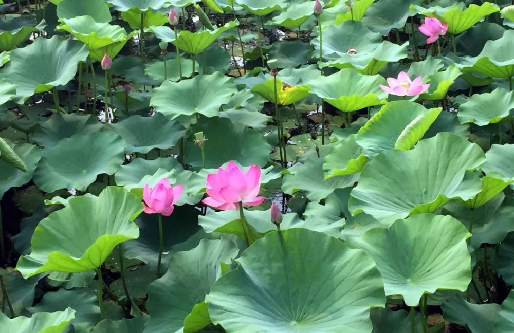 奥森公园|太美了！朝阳这儿的荷花又开了～可以开始来打卡啦！