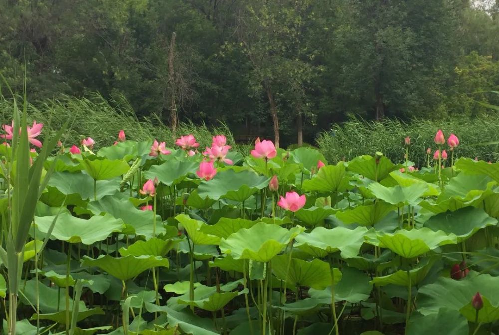 奥森公园|太美了！朝阳这儿的荷花又开了～可以开始来打卡啦！