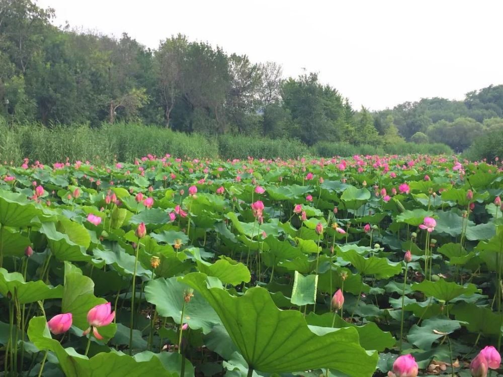 奥森公园|太美了！朝阳这儿的荷花又开了～可以开始来打卡啦！