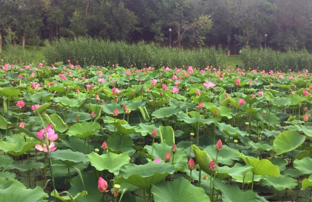 奥森公园|太美了！朝阳这儿的荷花又开了～可以开始来打卡啦！