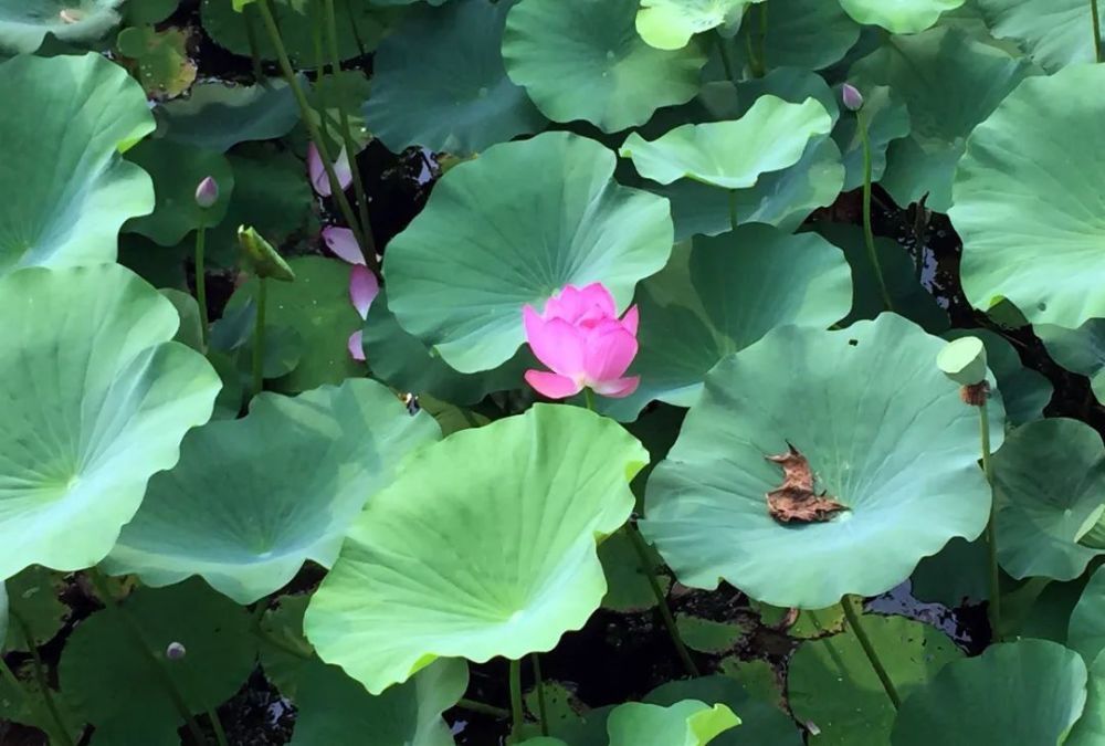 奥森公园|太美了！朝阳这儿的荷花又开了～可以开始来打卡啦！