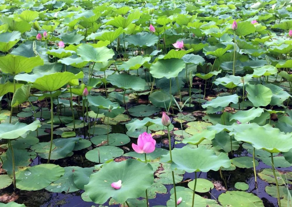 奥森公园|太美了！朝阳这儿的荷花又开了～可以开始来打卡啦！