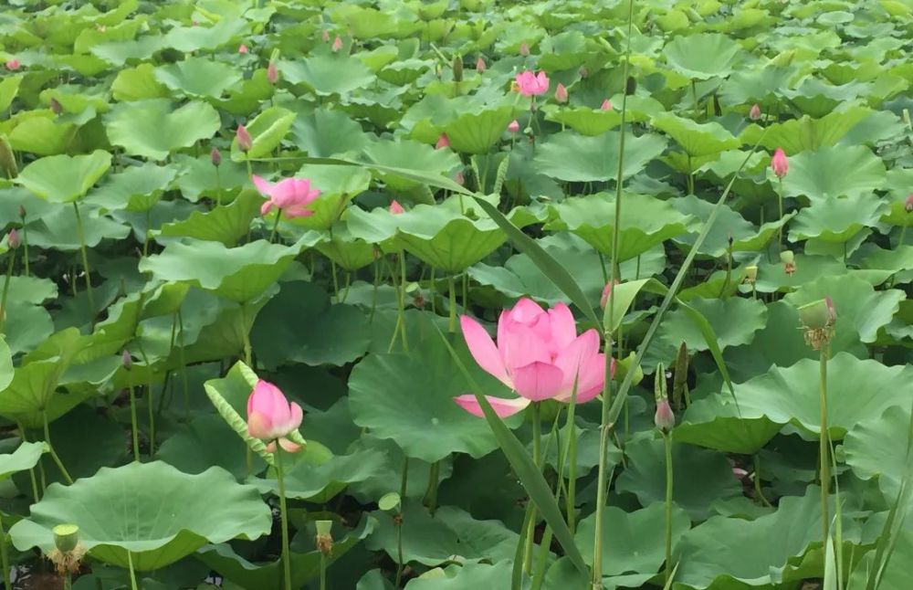 奥森公园|太美了！朝阳这儿的荷花又开了～可以开始来打卡啦！