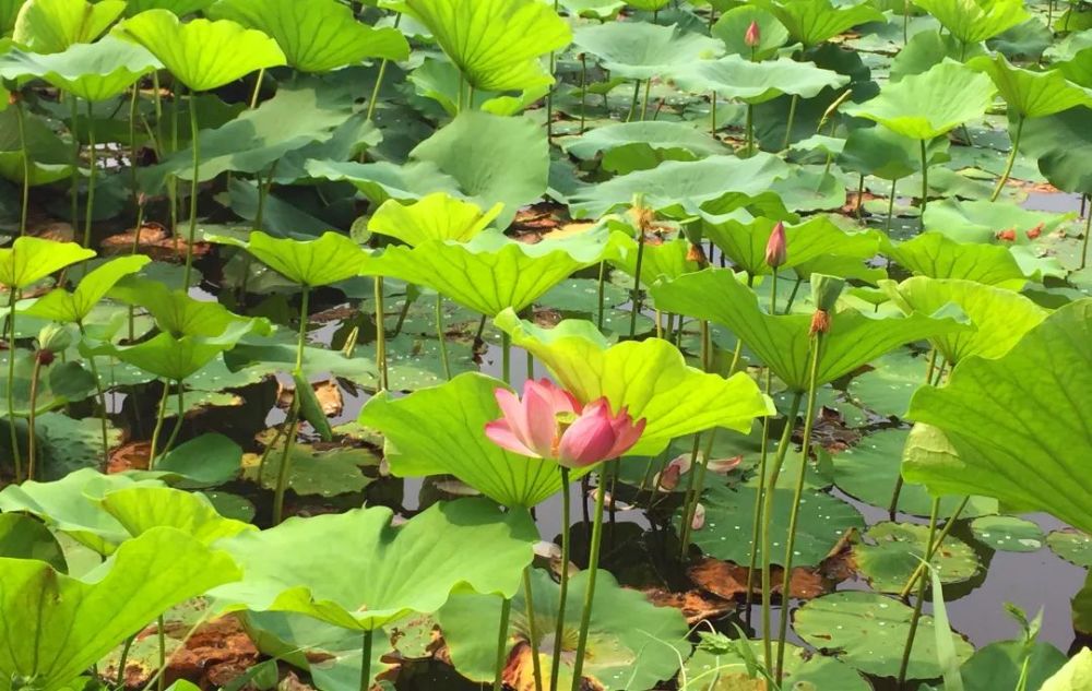 奥森公园|太美了！朝阳这儿的荷花又开了～可以开始来打卡啦！