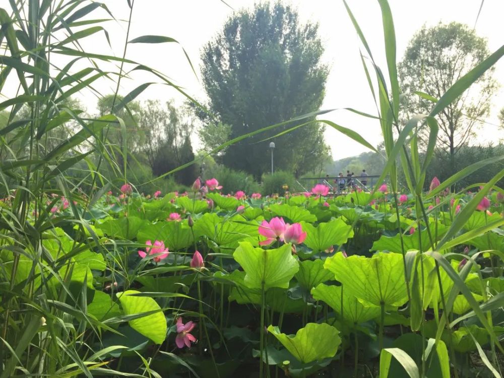奥森公园|太美了！朝阳这儿的荷花又开了～可以开始来打卡啦！