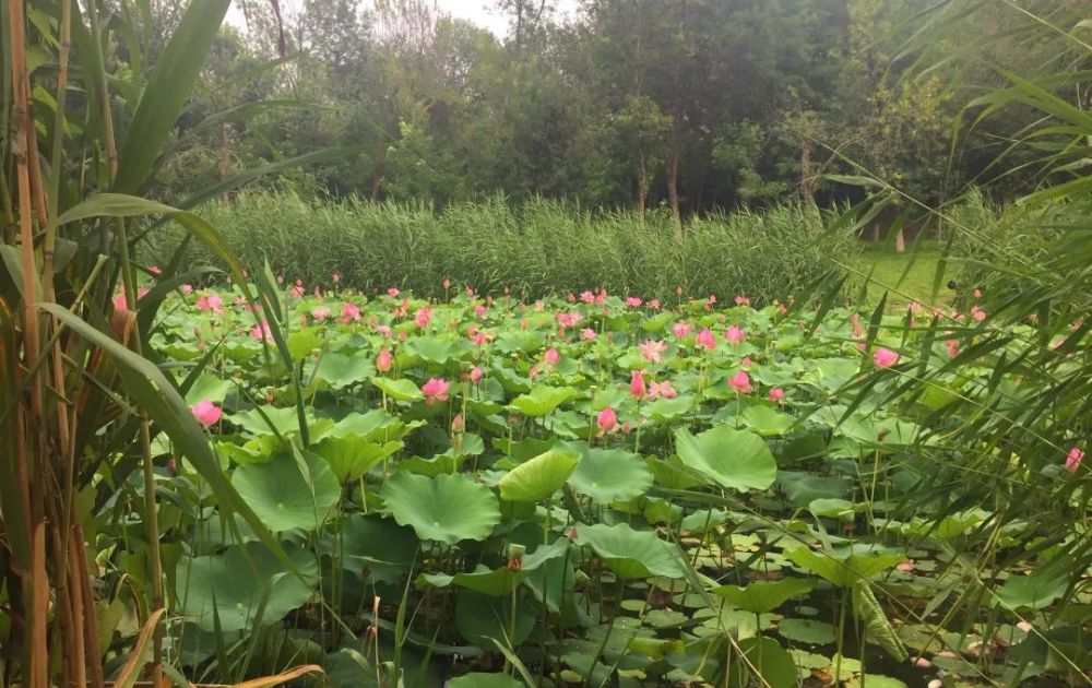 奥森公园|太美了！朝阳这儿的荷花又开了～可以开始来打卡啦！