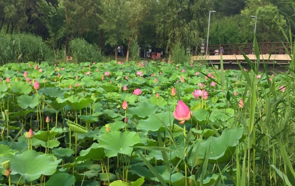 奥森公园|太美了！朝阳这儿的荷花又开了～可以开始来打卡啦！